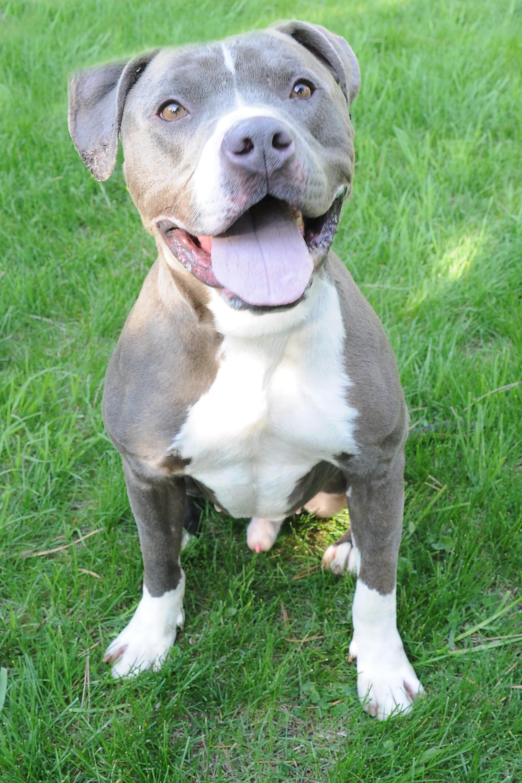 Donovan, an adoptable Pit Bull Terrier in Roselle, IL, 60172 | Photo Image 2
