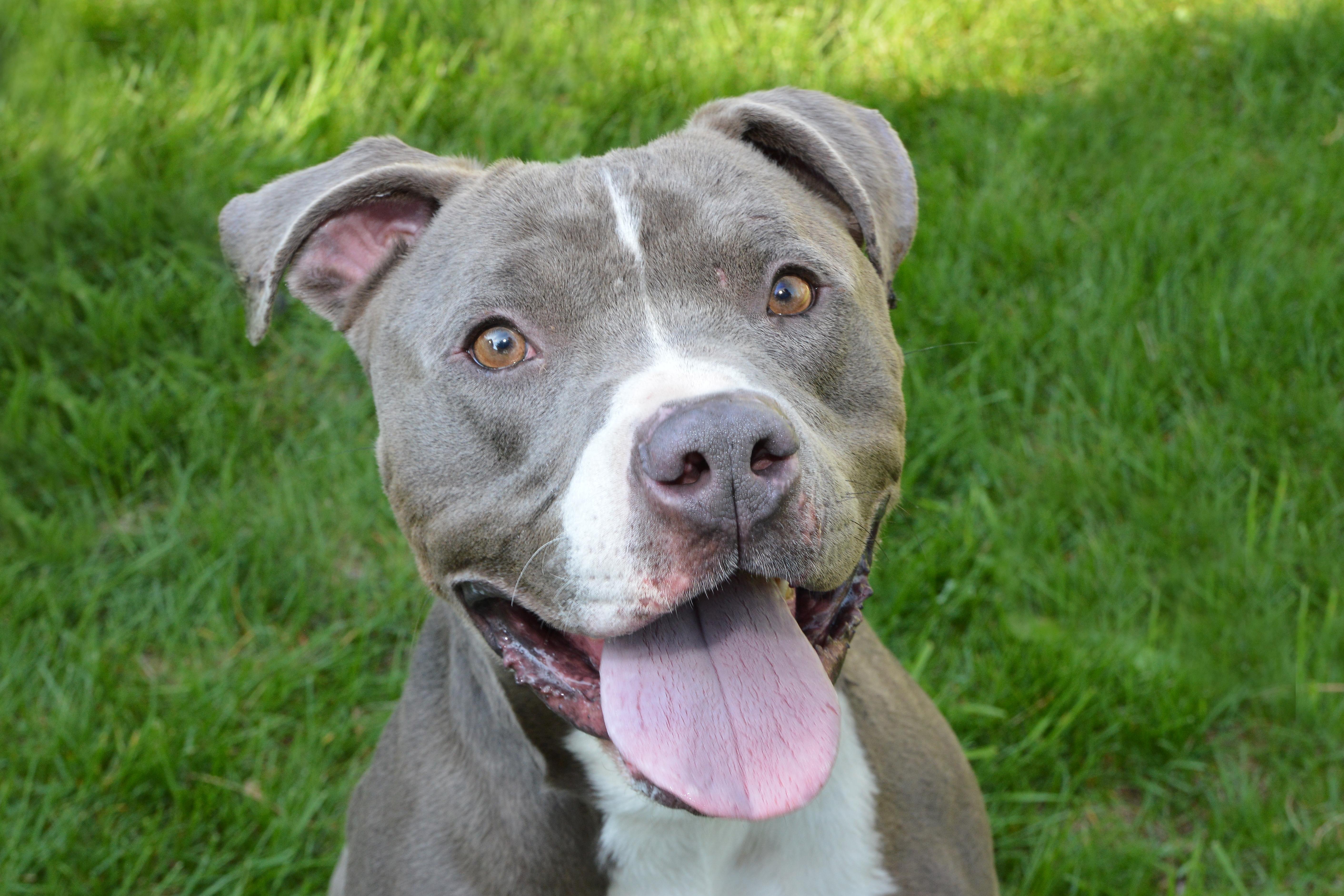 Donovan, an adoptable Pit Bull Terrier in Roselle, IL, 60172 | Photo Image 1