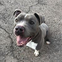 Donovan, an adoptable Pit Bull Terrier in Roselle, IL, 60172 | Photo Image 3