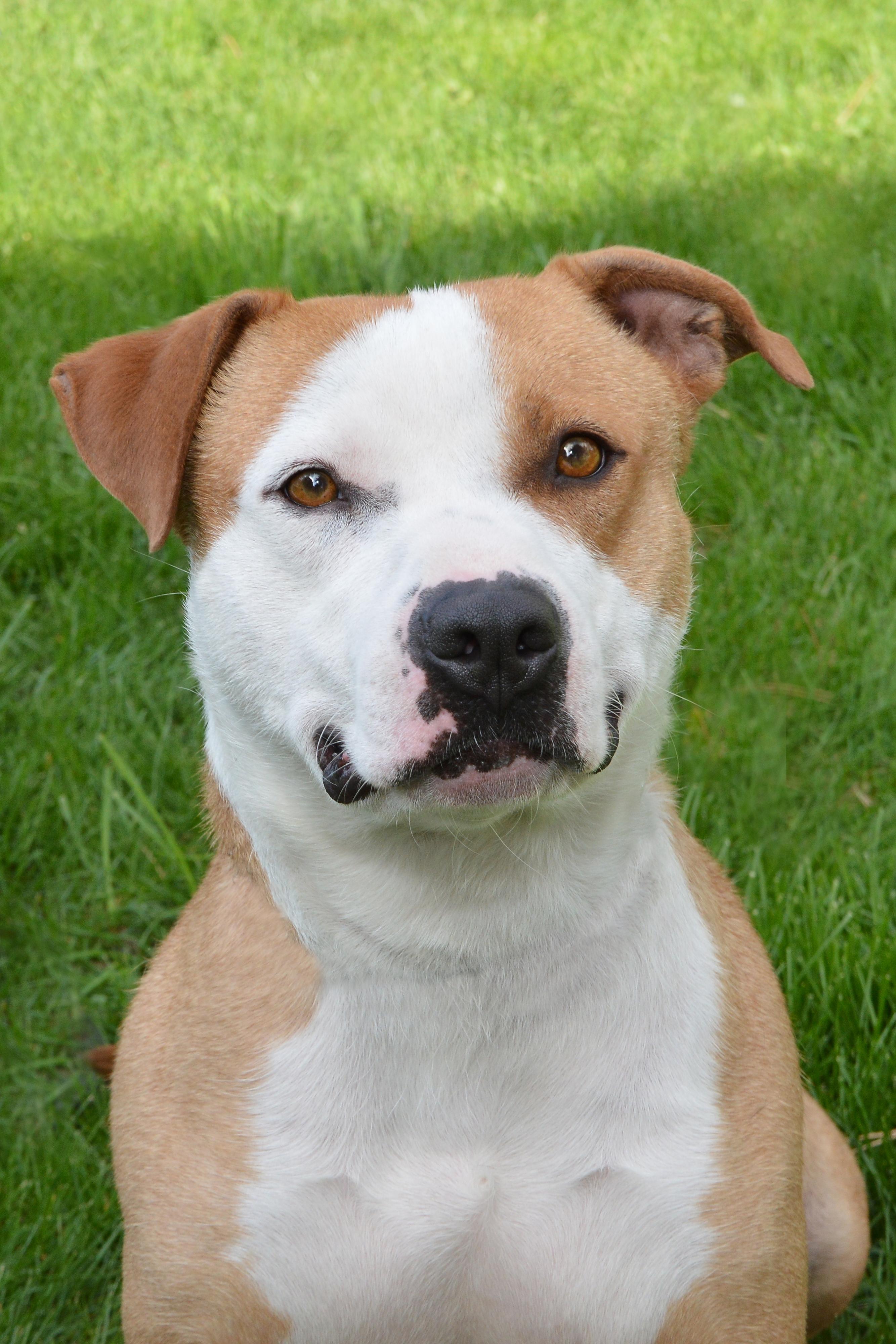 Graham, an adoptable American Staffordshire Terrier in Roselle, IL, 60172 | Photo Image 1