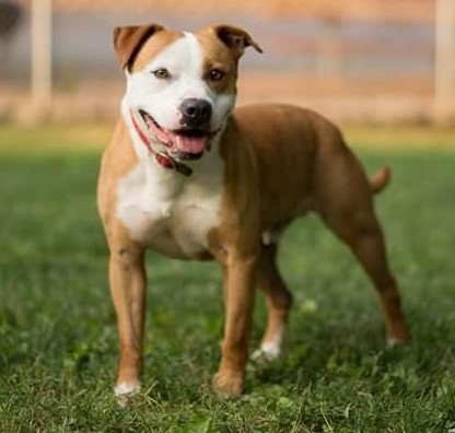 Graham, an adoptable American Staffordshire Terrier in Roselle, IL, 60172 | Photo Image 2