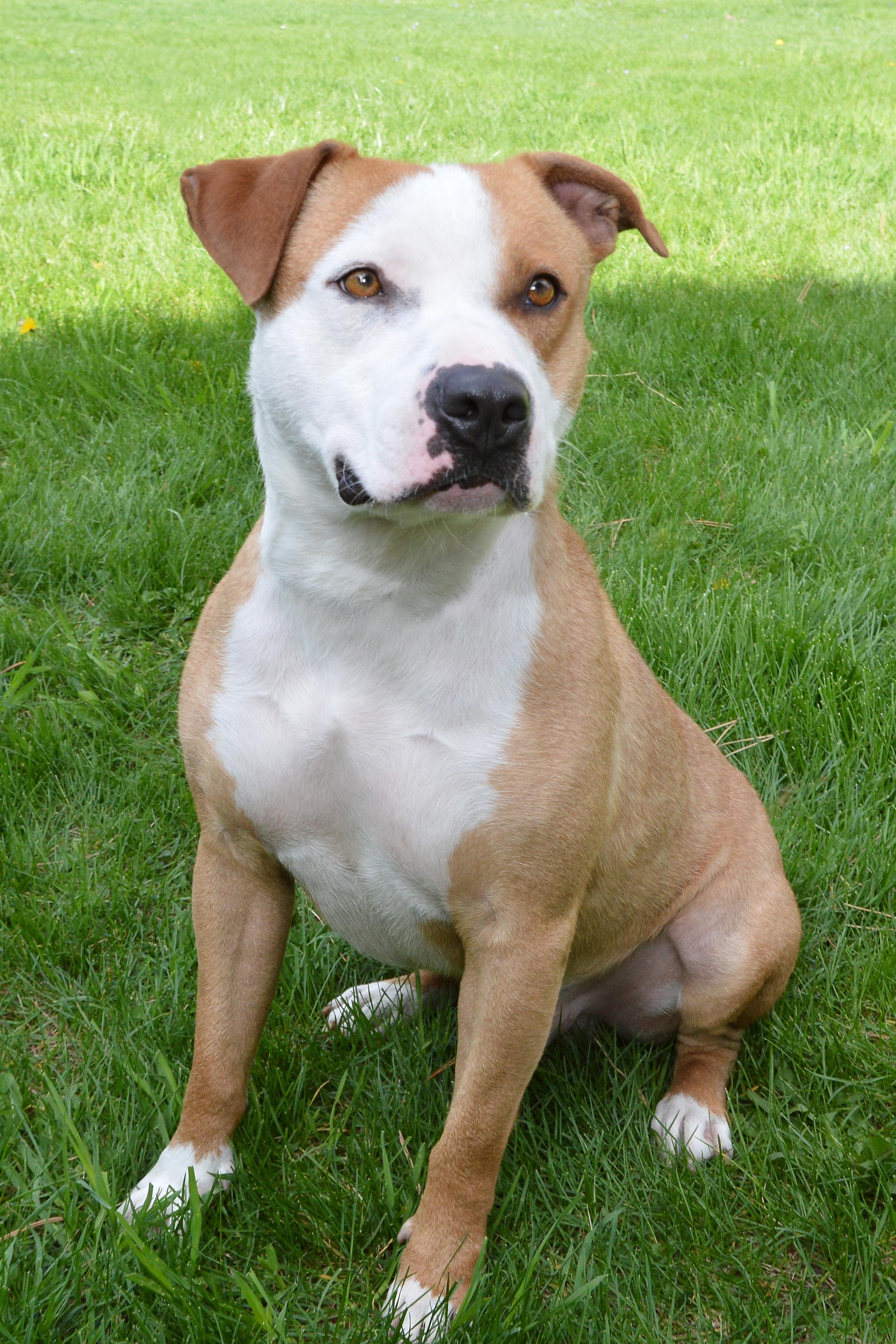 Graham, an adoptable American Staffordshire Terrier in Roselle, IL, 60172 | Photo Image 3