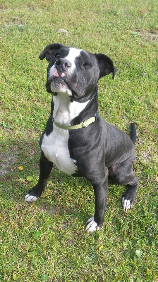 Bonzai, an adoptable American Bulldog & Pit Bull Terrier Mix in Hubert, NC_image-4