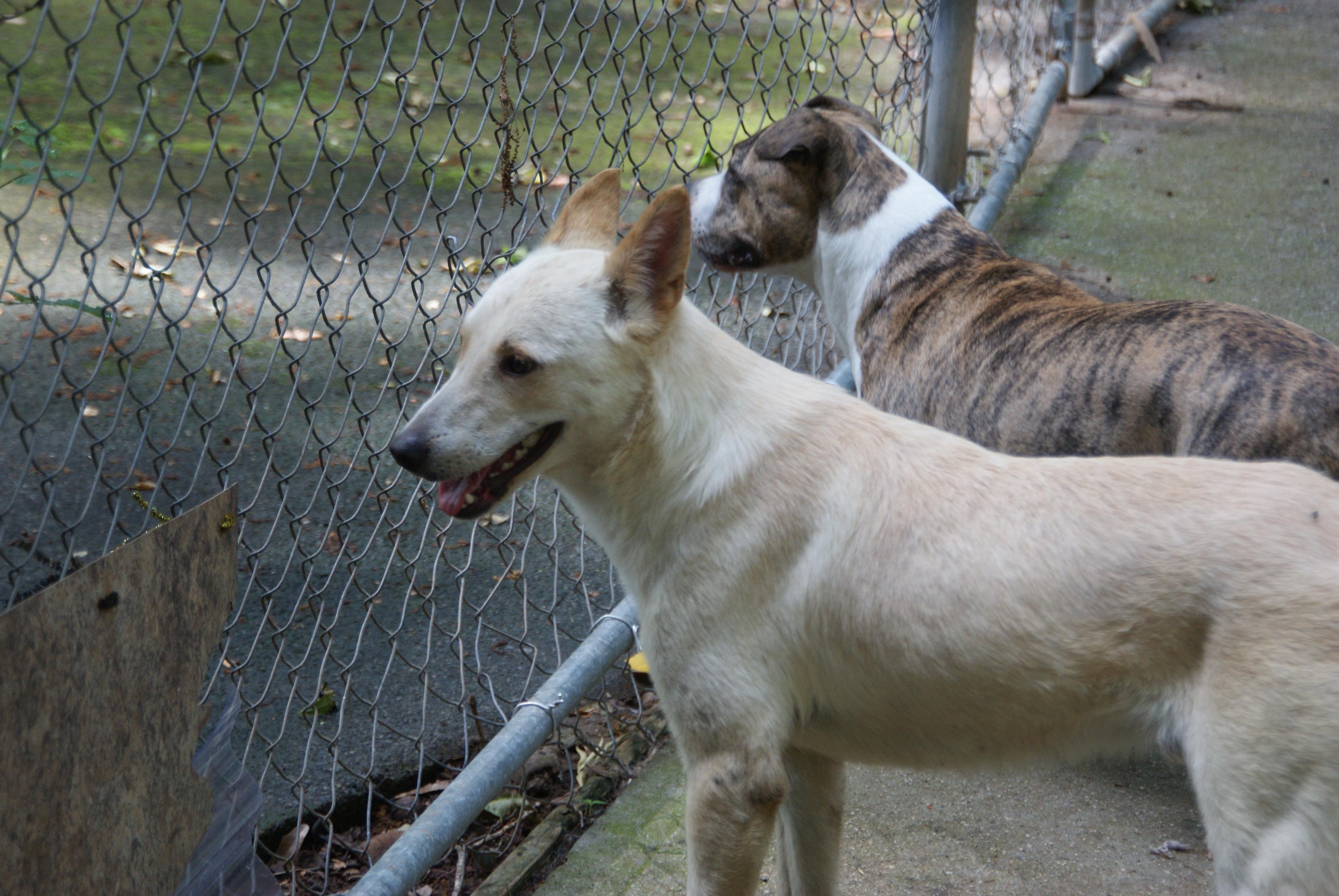Bondok, an adoptable Canaan Dog in Lawrenceville, GA, 30044 | Photo Image 1