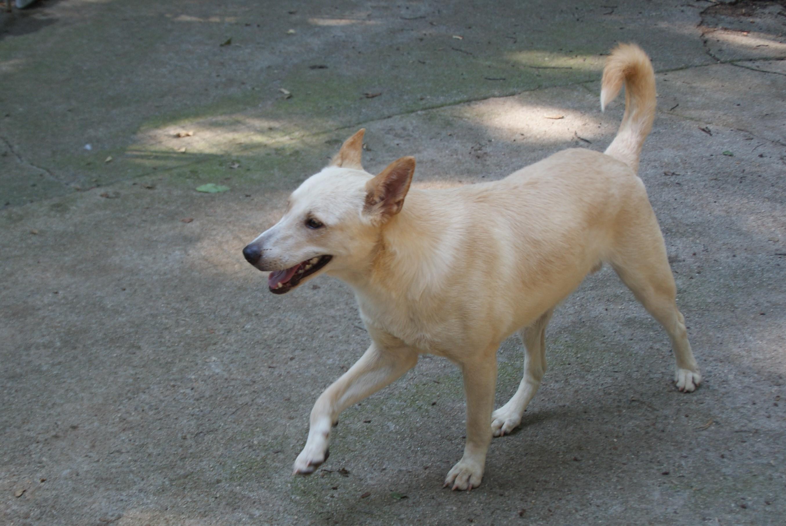 Bondok, an adoptable Canaan Dog in Lawrenceville, GA, 30044 | Photo Image 2