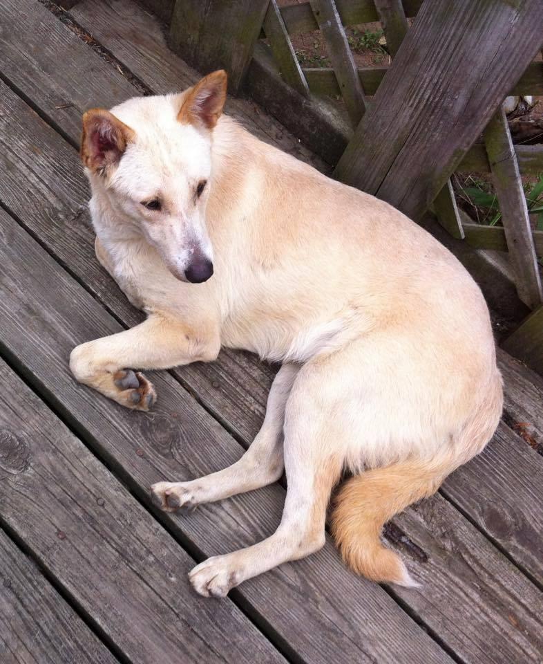 Bondok, an adoptable Canaan Dog in Lawrenceville, GA, 30044 | Photo Image 3