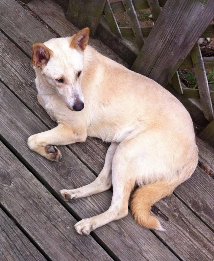 Bondok, an adoptable Canaan Dog in Lawrenceville, GA_image-3