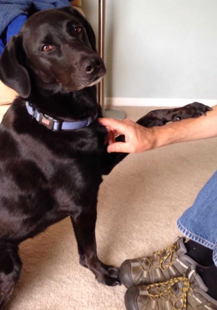 Izzie, an adoptable Labrador Retriever Mix in Ellicott City, MD_image-1
