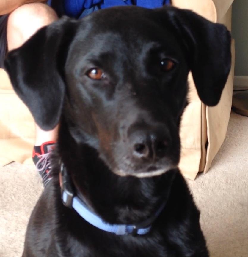 Izzie, an adoptable Labrador Retriever in Ellicott City, MD, 21041 | Photo Image 2