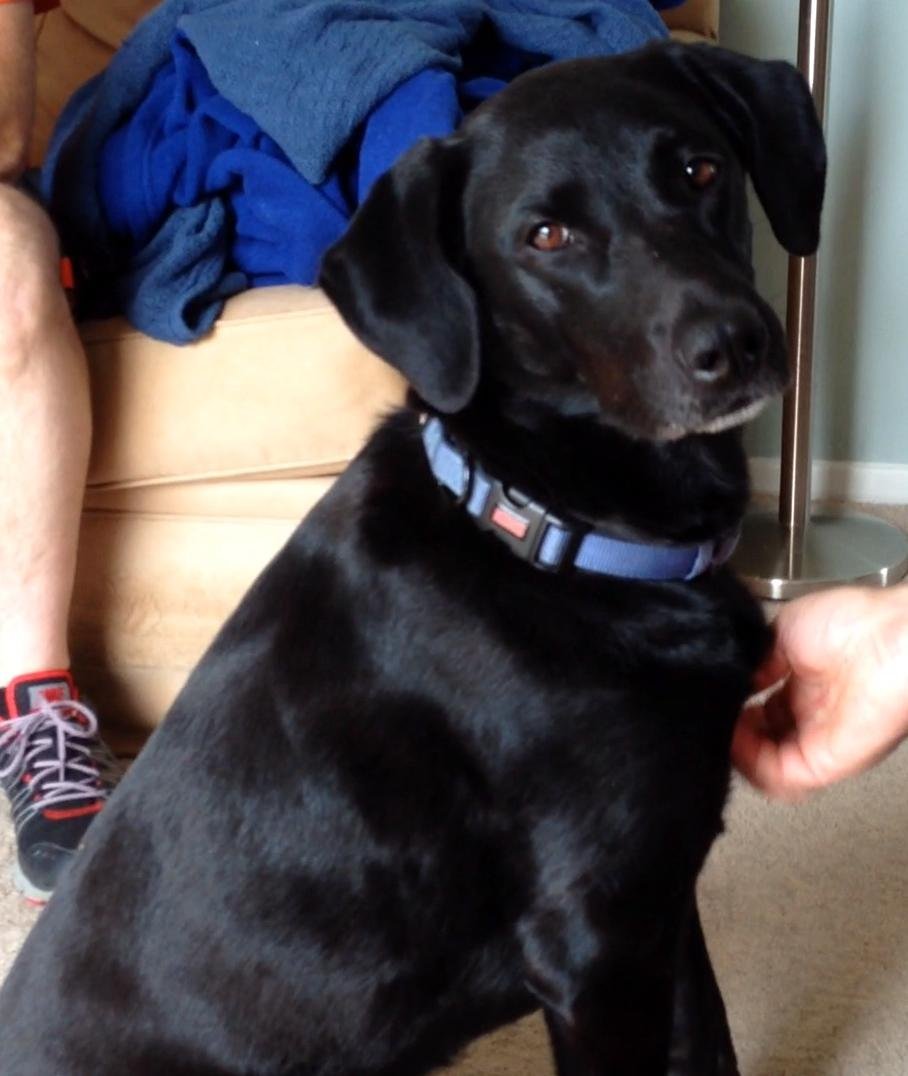 Izzie, an adoptable Labrador Retriever in Ellicott City, MD, 21041 | Photo Image 3