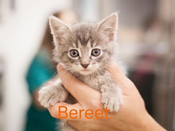 Bereet