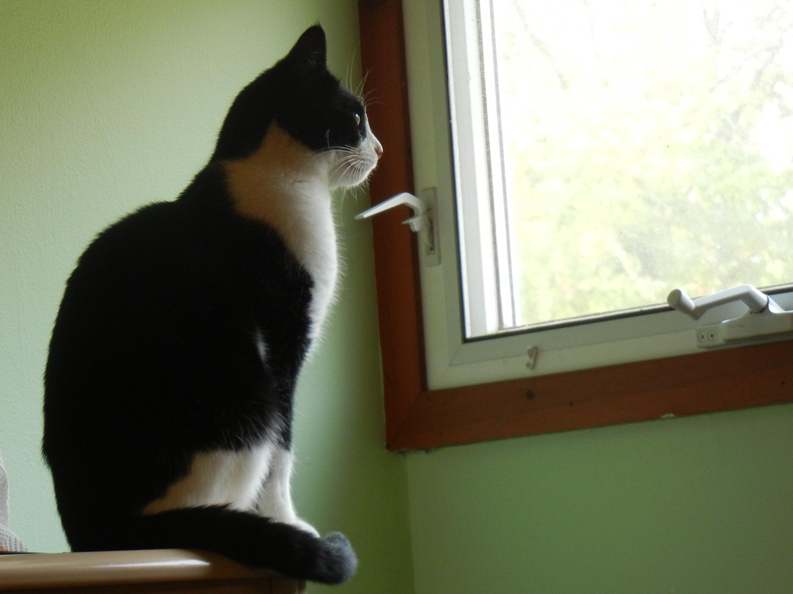 Barn Cats!!!, an adoptable Domestic Short Hair in Southington, CT, 06489 | Photo Image 1