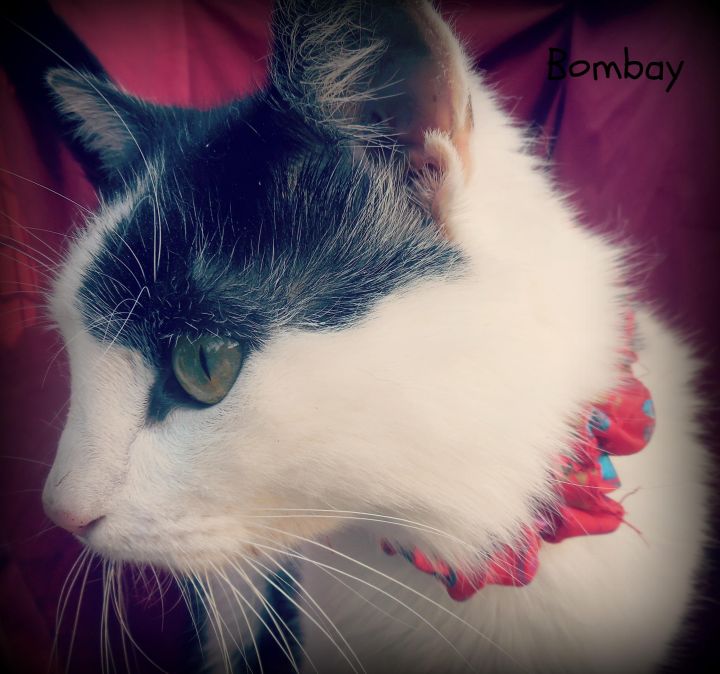 Bombay, an adoptable Domestic Short Hair in Ocean Springs, MS_image-2