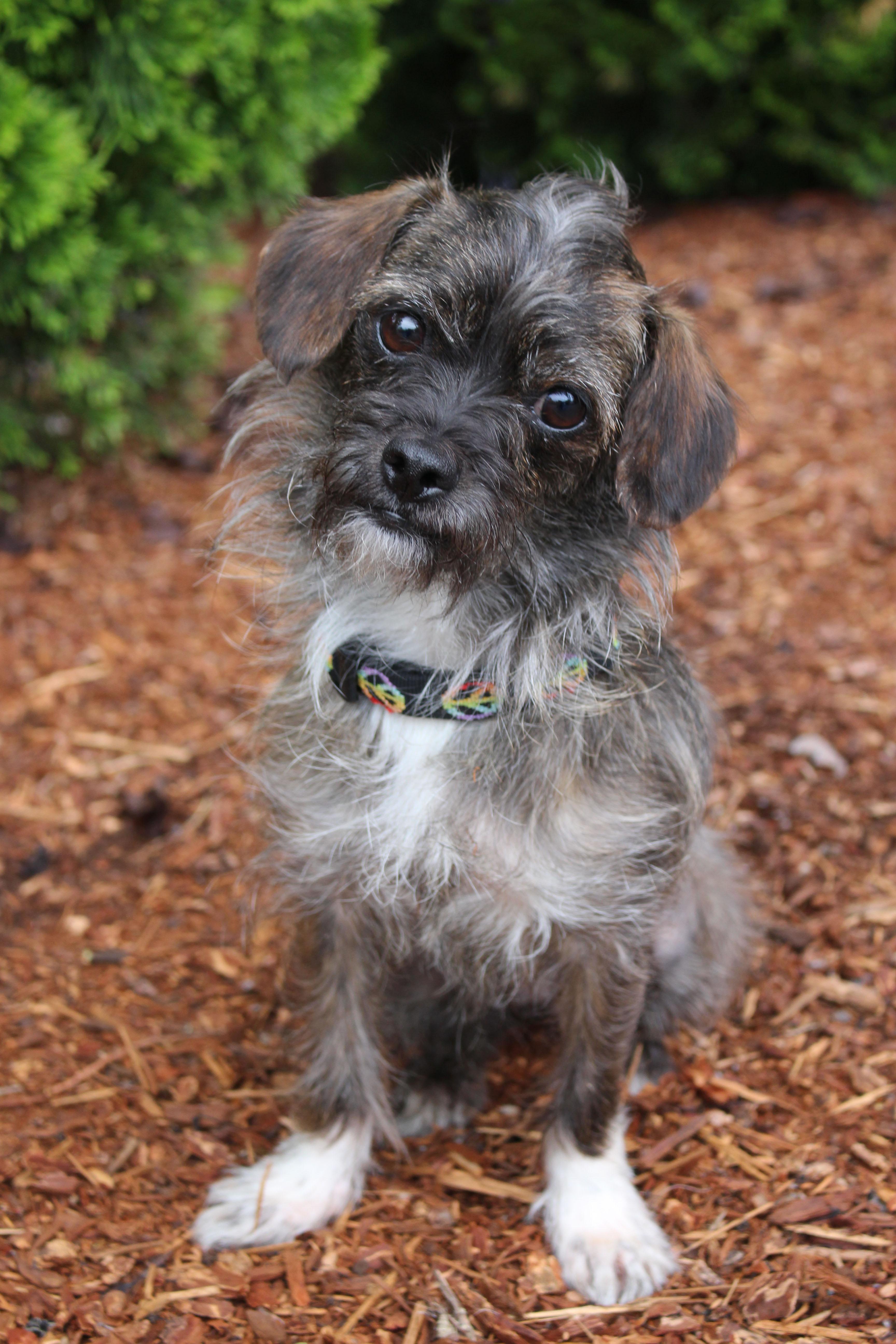 SUGAR, an adoptable Terrier in Portland, OR, 97239 | Photo Image 1