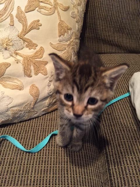 Sprinkles, an adoptable Tabby, Bengal in Westfield, NJ, 07090 | Photo Image 2