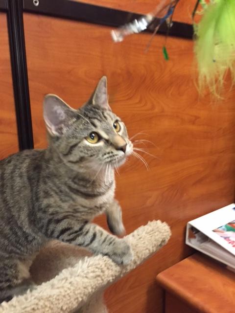 Sprinkles, an adoptable Tabby, Bengal in Westfield, NJ, 07090 | Photo Image 1
