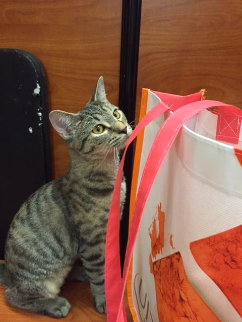 Sprinkles, an adoptable Tabby, Bengal in Westfield, NJ, 07090 | Photo Image 3