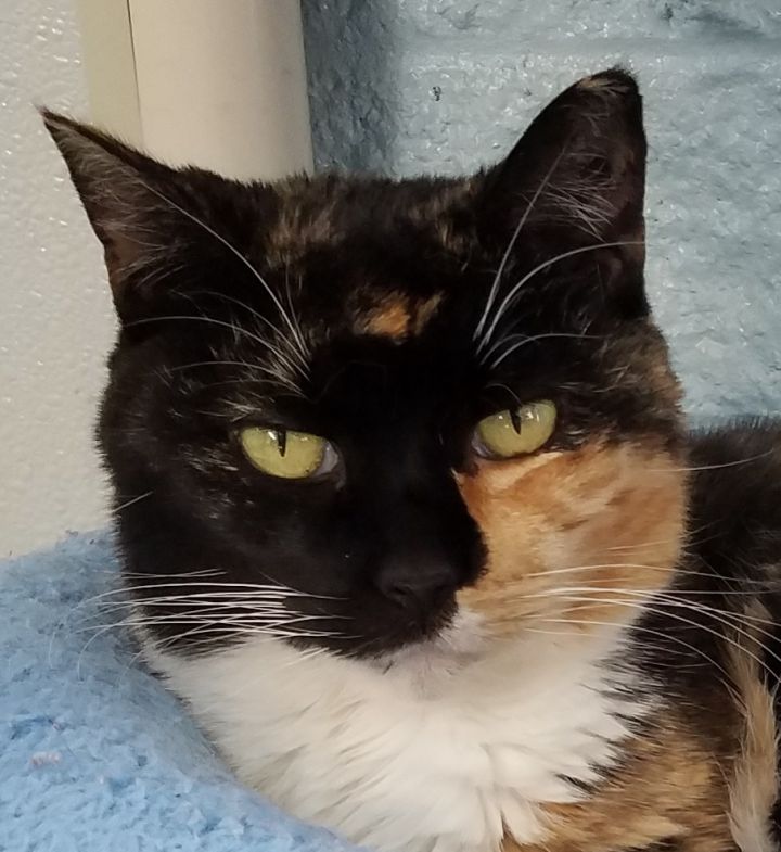 Cat for adoption - Tortie, a Domestic Short Hair & Tortoiseshell Mix in ...