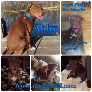 Abby **Adoption fee waived**