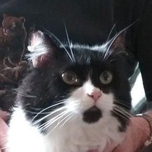 Briar, Senior Male unknown