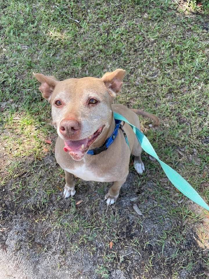 Tonka, an adoptable American Staffordshire Terrier in Sarasota, FL, 34241 | Photo Image 1