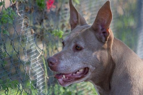 Tonka, an adoptable American Staffordshire Terrier in Sarasota, FL, 34241 | Photo Image 2