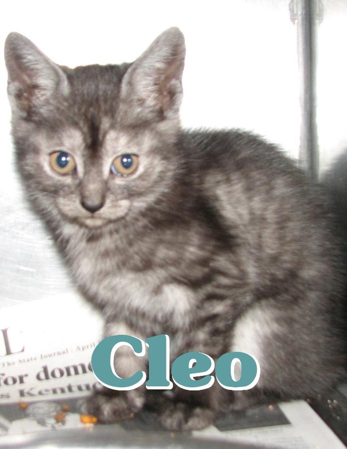 56 Cleo detail page
