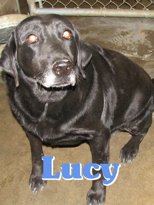 #146 Lucy - sponsored