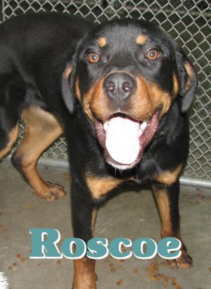 #2586 Roscoe
