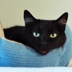 Lucy, an adoptable Domestic Short Hair in Green Valley, AZ_image-5