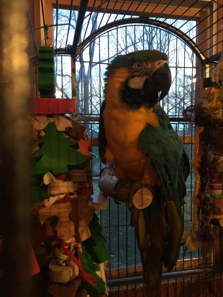 Parrot For Adoption Alex Blue And Gold Macaw A Macaw In Blairstown Nj Petfinder