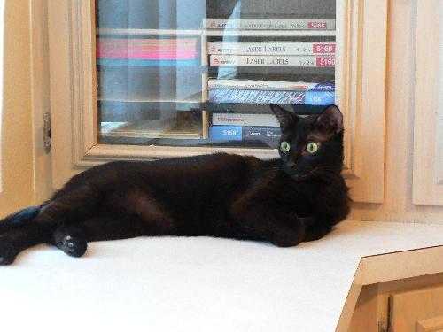 Tommy Tippy Toes, an adoptable Havana, Siamese in Alvin, TX, 77512 | Photo Image 1