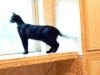 Tommy Tippy Toes photo 3