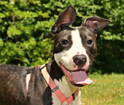 Lola, an adoptable Pit Bull Terrier Mix in Annapolis, MD_image-2