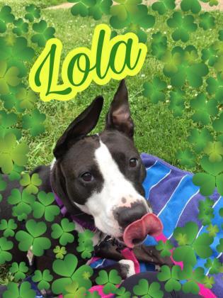 Lola, an adoptable Pit Bull Terrier Mix in Annapolis, MD_image-1