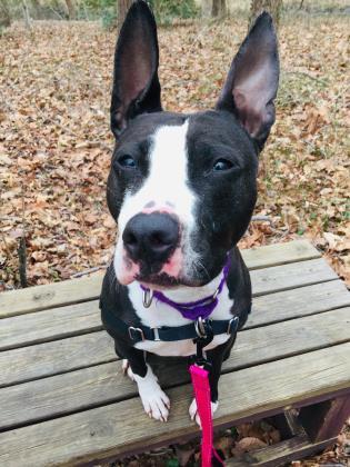 Lola, an adoptable Pit Bull Terrier in Annapolis, MD, 21403 | Photo Image 3