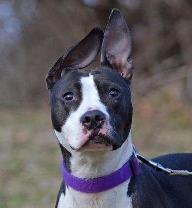Lola, an adoptable Pit Bull Terrier Mix in Annapolis, MD_image-4