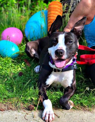 Lola, an adoptable Pit Bull Terrier in Annapolis, MD, 21403 | Photo Image 6