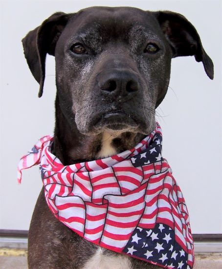 Rocco - loyal companion!, an adoptable Boxer, American Staffordshire Terrier in Shell Lake, WI, 54871 | Photo Image 1