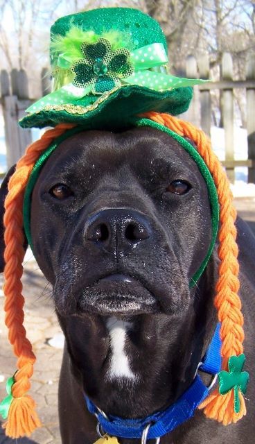 Rocco - loyal companion!, an adoptable Boxer, American Staffordshire Terrier in Shell Lake, WI, 54871 | Photo Image 6