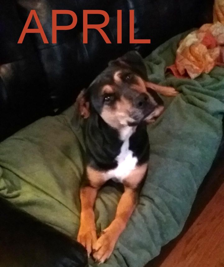 April (fee waived) 2