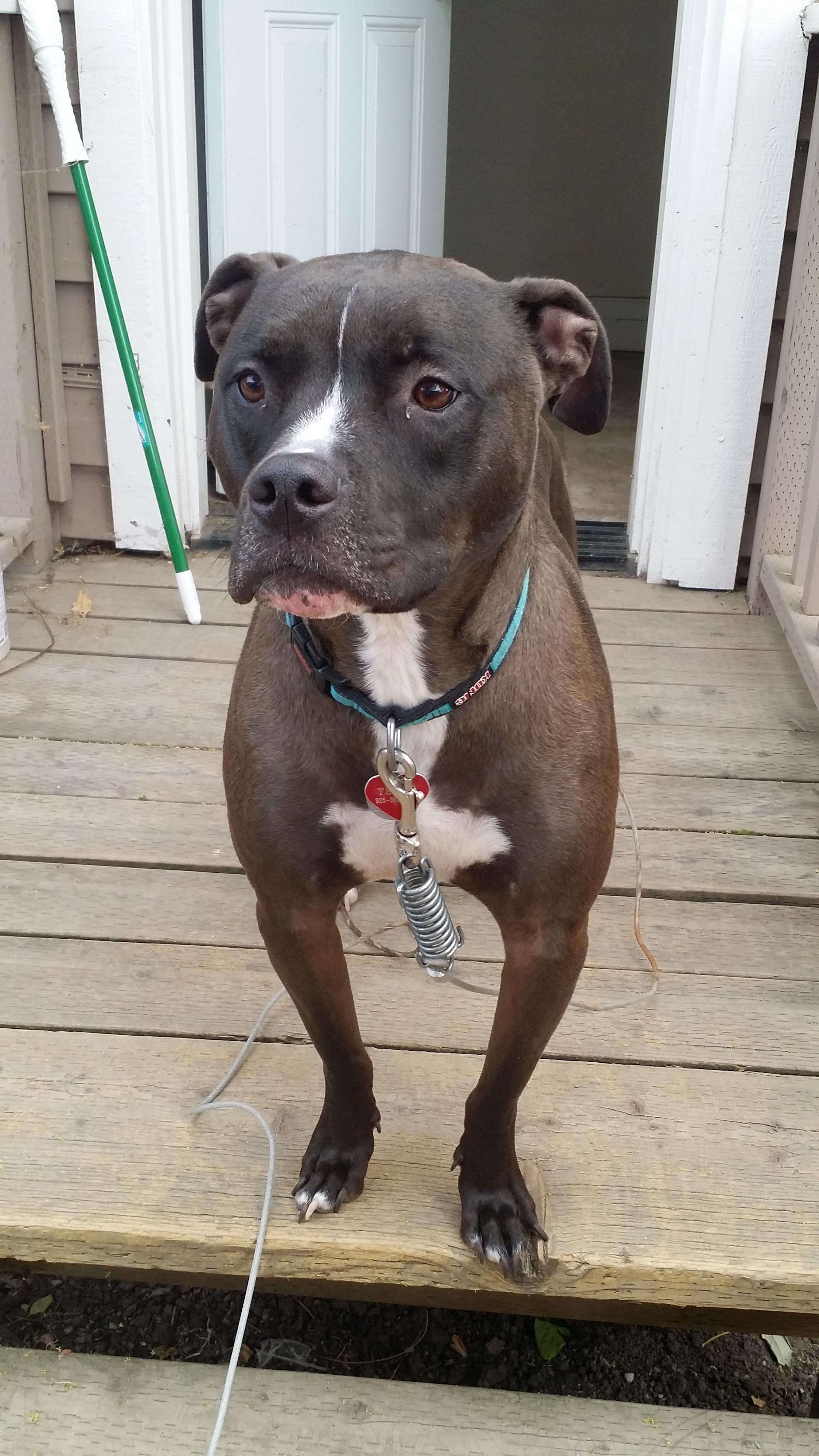 TEDDY, an adoptable Pit Bull Terrier in Pittsburg, CA, 94565 | Photo Image 2