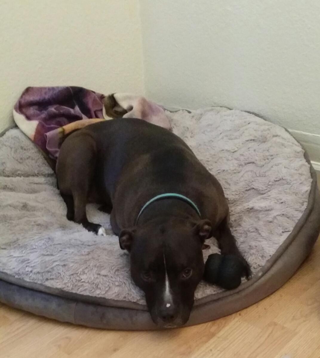 TEDDY, an adoptable Pit Bull Terrier in Pittsburg, CA, 94565 | Photo Image 3
