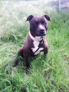 TEDDY, an adoptable Pit Bull Terrier in Pittsburg, CA, 94565 | Photo Image 4