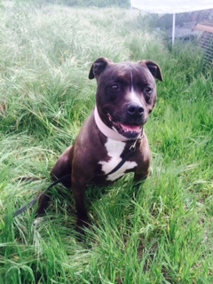 TEDDY, an adoptable Pit Bull Terrier in Pittsburg, CA, 94565 | Photo Image 1