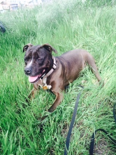 TEDDY, an adoptable Pit Bull Terrier in Pittsburg, CA, 94565 | Photo Image 5