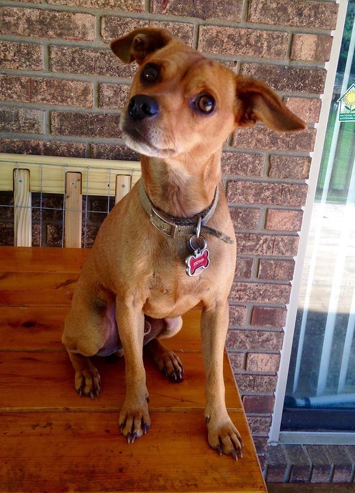 Buster, an adopted Miniature Pinscher & Jack Russell Terrier Mix in Candler, NC_image-1