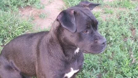 Bonnie, an adoptable Pit Bull Terrier & Boxer Mix in Post, TX_image-2