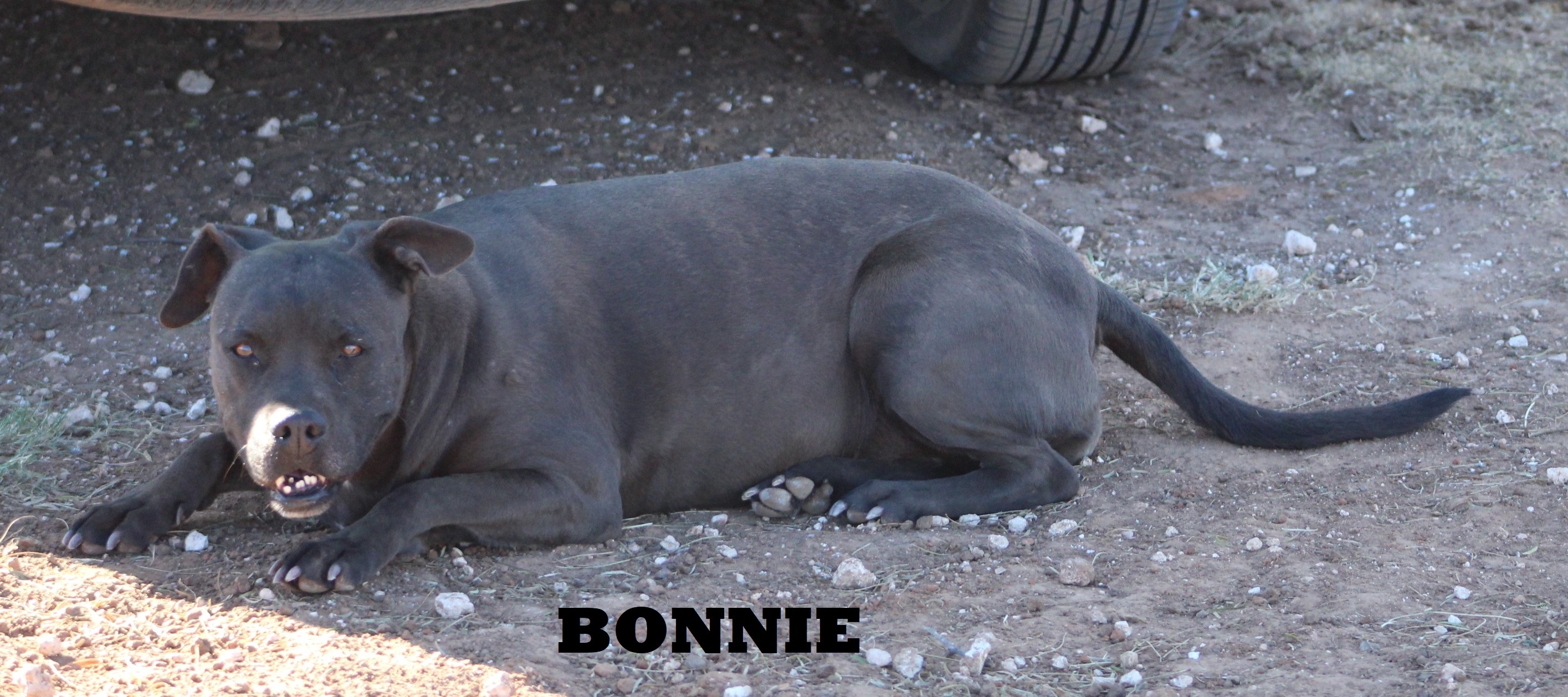 Bonnie, an adoptable Pit Bull Terrier, Boxer in Post, TX, 79356 | Photo Image 3