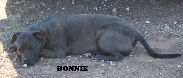 Bonnie, an adoptable Pit Bull Terrier & Boxer Mix in Post, TX_image-4